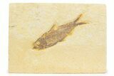 Detailed Fossil Fish (Knightia) - Wyoming #373733-1
